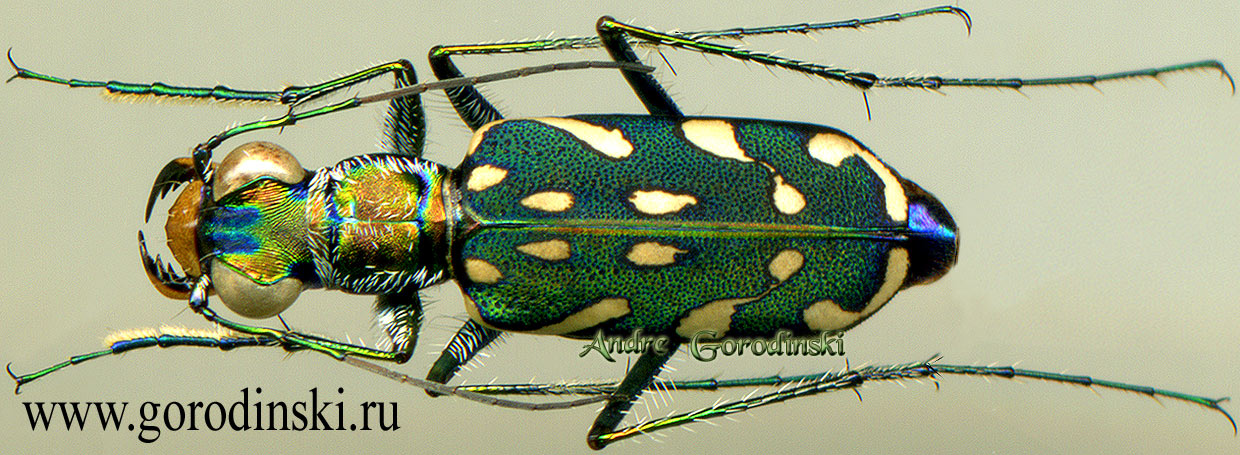 http://www.gorodinski.ru/cicindela/Lophyra multiguttata.jpg